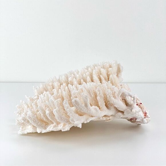 Natural White Coral Reef Cluster Ocean Salt Water Mineral Specimen - Picture 4 of 12